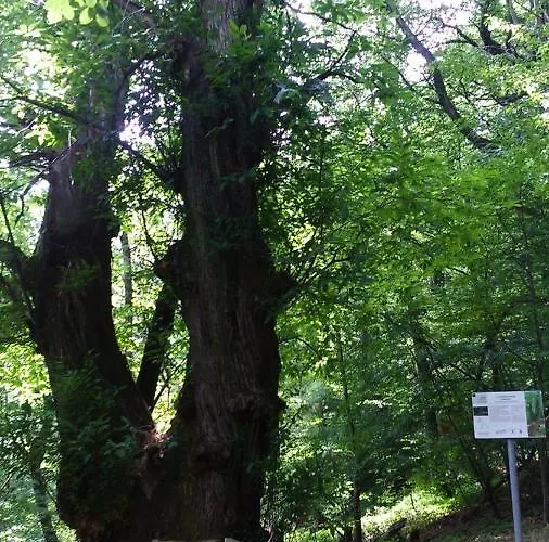 Casa Del Castagno Dom wakacyjny